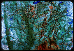 Clich Verre #197: Aquarium #7