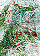 Clich Verre No. 238: Pond Life #5, Hard Freeze
