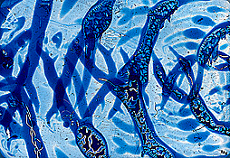 Clich� Verre #157: Beneath the Waves #3