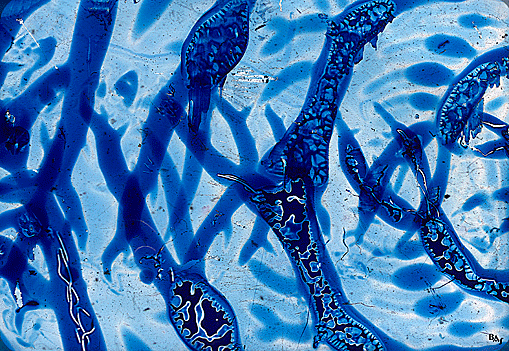 Clich Verre No. 157: Beneath the Waves #3