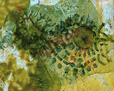 Clich Verre No. 308: Evolution #2