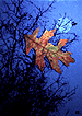 Dreamscapes: Moon of Naked Trees