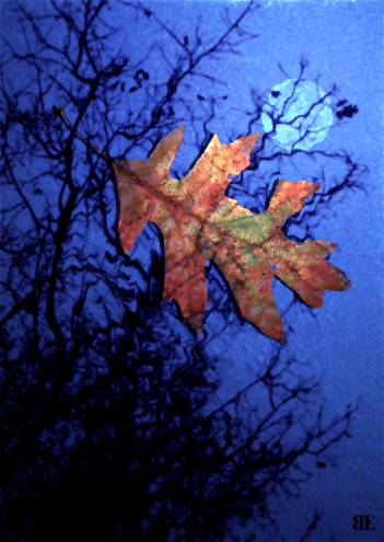 Dreamscapes: Moon of Naked Trees