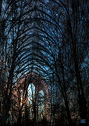 Dreamscapes: The Sacred Grove