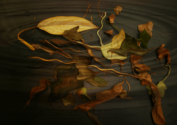 Abstracts: Dried Flowers #1