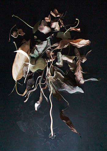 Abstracts: Dried Flowers #2
