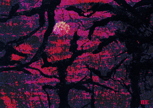 Clich Verre No. 129: Forest of the Night