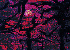 Clich� Verre No. 129: Forest of the Night