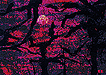 Cliché Verre No. 129: Forest of the Night