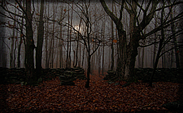 Landscapes: Forest of the Night #2