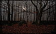 Landscapes: Forest of the Night #2