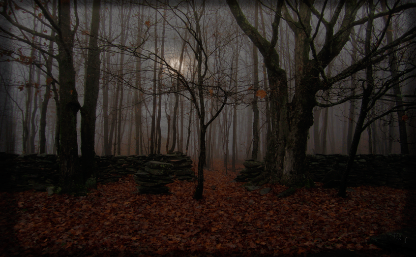 Landscapes: Forest of the Night #2