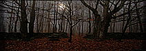 Landscapes: Forest of the Night #2  Panorama