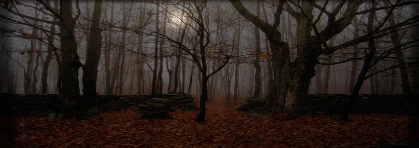 Landscapes: Forest of the Night #2  Panorama