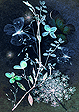 Abstracts: Pressed Flowers #2