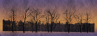 Landscapes: The Woods in Winter