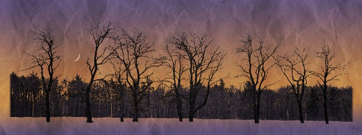 Landscapes: The Woods in Winter